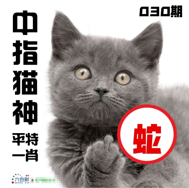 030期中指猫神[图]